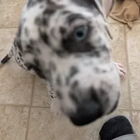 Puppy female harlequin # 4, a female Great Dane for sale in Honesdale, PA – Photo 1 of 4