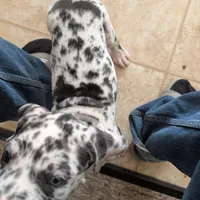 Puppy female harlequin # 4, a female Great Dane for sale in Honesdale, PA – Photo 3 of 4