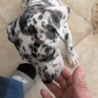 Puppy female harlequin # 4, a female Great Dane for sale in Honesdale, PA – Photo 2 of 4