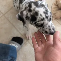 Puppy female harlequin # 4, a female Great Dane for sale in Honesdale, PA – Photo 4 of 4