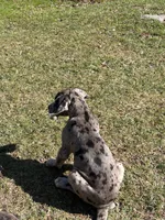 Merle male, a male Great Dane for sale in Honesdale, PA – Photo 6 of 6