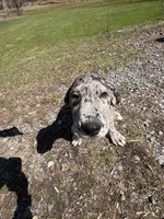 Merle male, a male Great Dane for sale in Honesdale, PA – Photo 2 of 6