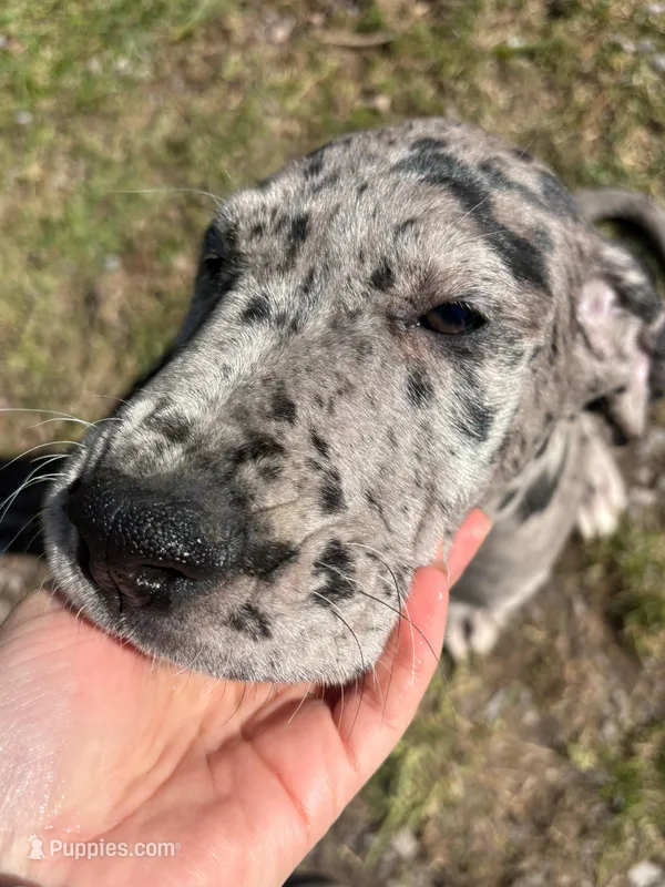 Merle male – Great Dane puppy for sale in Honesdale, PA