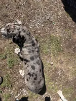 Merle male, a male Great Dane for sale in Honesdale, PA – Photo 5 of 6