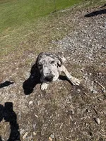 Merle male, a male Great Dane for sale in Honesdale, PA – Photo 3 of 6