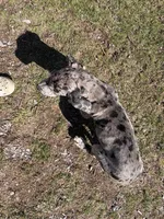 Merle male, a male Great Dane for sale in Honesdale, PA – Photo 4 of 6