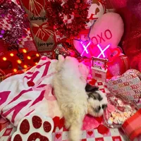 Boy # 2, a male Shih Tzu for sale in Honesdale, PA – Photo 7 of 10