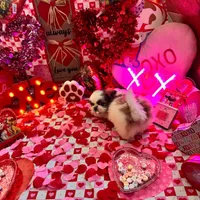 Boy # 2, a male Shih Tzu for sale in Honesdale, PA – Photo 4 of 10