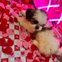 Boy # 2, a male Shih Tzu for sale in Honesdale, PA – Photo 2 of 10