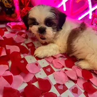 Boy # 2, a male Shih Tzu for sale in Honesdale, PA – Photo 1 of 10