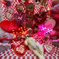 Boy # 2, a male Shih Tzu for sale in Honesdale, PA – Photo 10 of 10