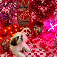 Boy # 2, a male Shih Tzu for sale in Honesdale, PA – Photo 9 of 10