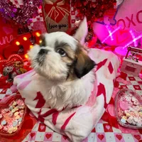 Boy # 2, a male Shih Tzu for sale in Honesdale, PA – Photo 5 of 10