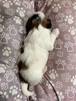 processed/a68eb1ca-9c9c-4f38-b300-3a328d5f66e7/listing/2bfd9499-0996-4038-9d50-629ea5eb939d/bceeabc4-8ac8-41f0-bdad-e576133ef608