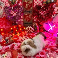 Boy # 2, a male Shih Tzu for sale in Honesdale, PA – Photo 8 of 10