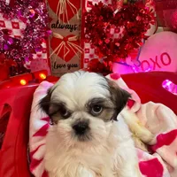Boy # 2, a male Shih Tzu for sale in Honesdale, PA – Photo 3 of 10