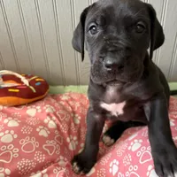 Puppy Black male # 1, a male Great Dane for sale in Honesdale, PA – Photo 1 of 7