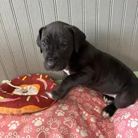 Puppy Black male # 1, a male Great Dane for sale in Honesdale, PA – Photo 4 of 7