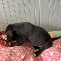 Puppy Black male # 1, a male Great Dane for sale in Honesdale, PA – Photo 7 of 7