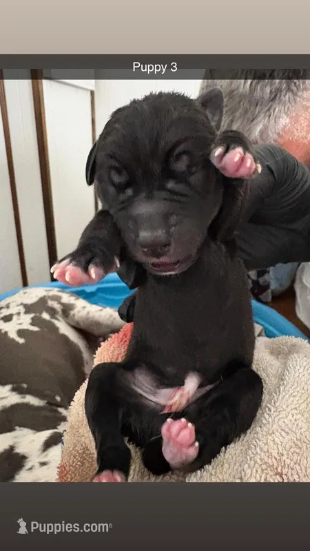 Puppy Black male # 1