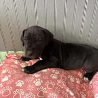 Puppy Black male # 1, a male Great Dane for sale in Honesdale, PA – Photo 3 of 7