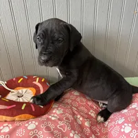 Puppy Black male # 1, a male Great Dane for sale in Honesdale, PA – Photo 6 of 7