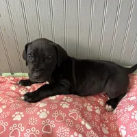 Puppy Black male # 1, a male Great Dane for sale in Honesdale, PA – Photo 5 of 7