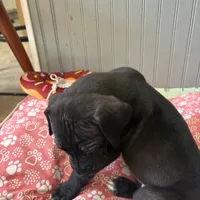 Puppy Black male # 1, a male Great Dane for sale in Honesdale, PA – Photo 2 of 7