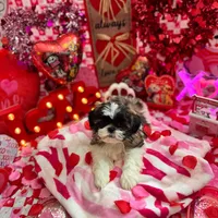 Female # 1, a female Shih Tzu for sale in Honesdale, PA – Photo 7 of 10