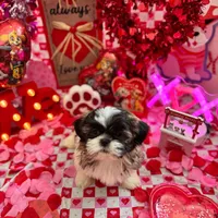 Female # 1, a female Shih Tzu for sale in Honesdale, PA – Photo 3 of 10