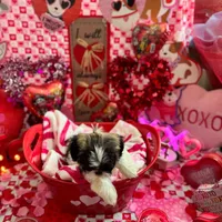 Female # 1, a female Shih Tzu for sale in Honesdale, PA – Photo 6 of 10