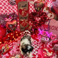 Female # 1, a female Shih Tzu for sale in Honesdale, PA – Photo 10 of 10