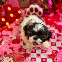 Female # 1, a female Shih Tzu for sale in Honesdale, PA – Photo 1 of 10