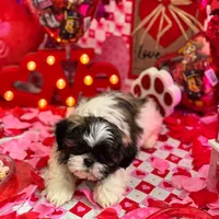 Female # 1, a female Shih Tzu for sale in Honesdale, PA – Photo 2 of 10