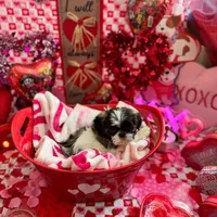 Female # 1, a female Shih Tzu for sale in Honesdale, PA – Photo 4 of 10