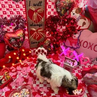 Female # 1, a female Shih Tzu for sale in Honesdale, PA – Photo 9 of 10