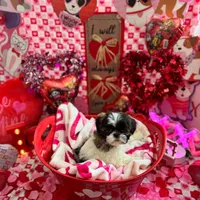 Female # 1, a female Shih Tzu for sale in Honesdale, PA – Photo 5 of 10