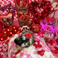 Female # 1, a female Shih Tzu for sale in Honesdale, PA – Photo 8 of 10