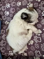 processed/a68eb1ca-9c9c-4f38-b300-3a328d5f66e7/listing/3d913c4a-5815-4f0f-9150-99c5329d4e85/28ae06fb-c446-4a1c-b82b-0ae5c78efdd5