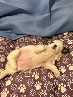 processed/a68eb1ca-9c9c-4f38-b300-3a328d5f66e7/listing/3d913c4a-5815-4f0f-9150-99c5329d4e85/4c7ee8fd-f8d0-4330-aba7-bbe5c4c74e9a