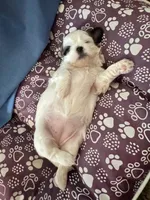 processed/a68eb1ca-9c9c-4f38-b300-3a328d5f66e7/listing/3d913c4a-5815-4f0f-9150-99c5329d4e85/d009790f-4e6a-46bd-a30a-060aec75cc9f