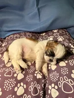 Boy # 1, a male Shih Tzu for sale in Honesdale, PA – Photo 2 of 8