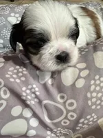 Boy # 1, a male Shih Tzu for sale in Honesdale, PA – Photo 5 of 8
