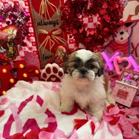 Boy # 1, a male Shih Tzu for sale in Honesdale, PA – Photo 1 of 9