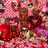 Boy # 1, a male Shih Tzu for sale in Honesdale, PA – Photo 8 of 9