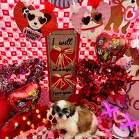 Boy # 1, a male Shih Tzu for sale in Honesdale, PA – Photo 7 of 9