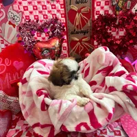 Boy # 1, a male Shih Tzu for sale in Honesdale, PA – Photo 5 of 9