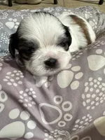 Boy # 1, a male Shih Tzu for sale in Honesdale, PA – Photo 8 of 8