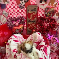 Boy # 1, a male Shih Tzu for sale in Honesdale, PA – Photo 6 of 9