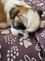 Boy # 1, a male Shih Tzu for sale in Honesdale, PA – Photo 4 of 8